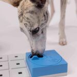 Oli pawzler dog finding the treats