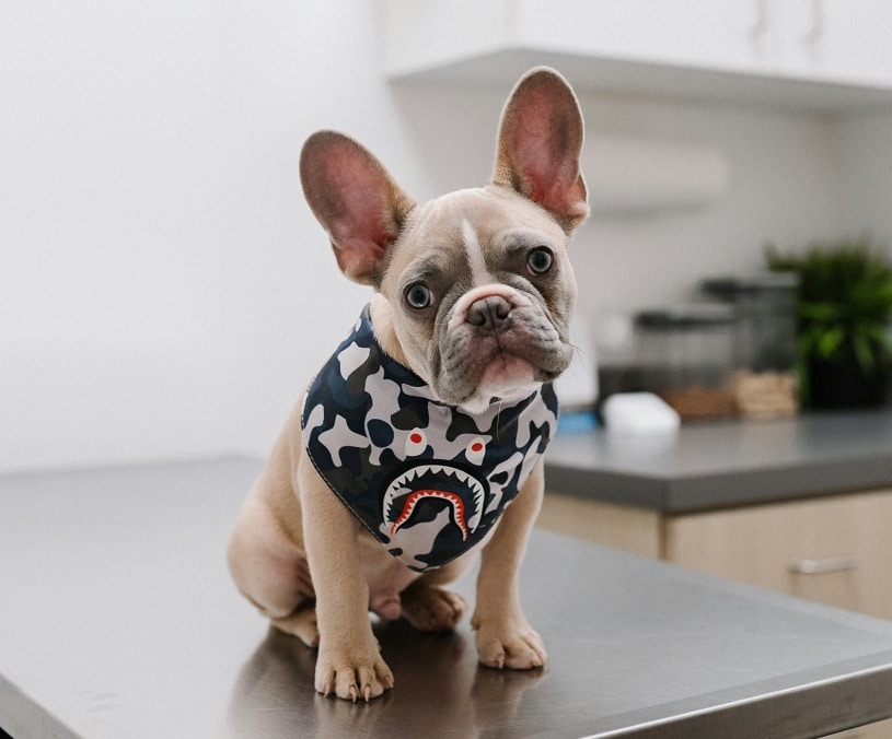 at the vet